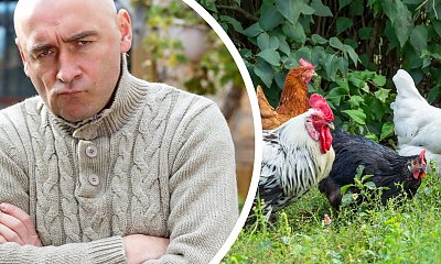 "Kury sąsiada włażą na moje podwórko i rozkopują wszystko. Zdzisiek umywa ręce"
