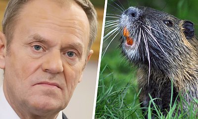 Donek ma bobrów po dziurki w nosie. Sieć zalały memy