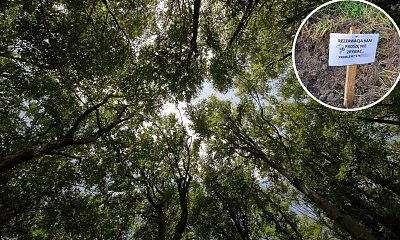 Polacy masowo rezerwują dary natury. Lasy Państwowe odpowiedziały, a my zebraliśmy memy