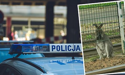 Kraków ma nową plagę i nie są to gołębie. Po ulicach Nowej Huty skakał... kangur. Żywy i prawdziwy