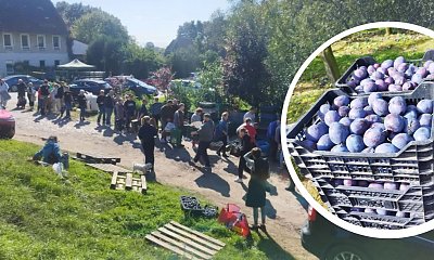 Wystarczył apel w internecie, aby Polacy stanęli murem za rodakiem. 11 ton śliwek sprzedanych w kilka godzin