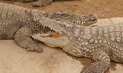 Horror w zoo. 30-latek zepchnął 3-latka krokodylom na pożarcie, policja ujawnia mroczny szczegół