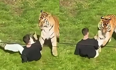 Koszmar w brytyjskim zoo. Tygrys rzucił się na mężczyznę na oczach tłumu. Jego ostatnie słowa mrożą krew w żyłach [wideo]