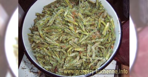 Syrop z sosny