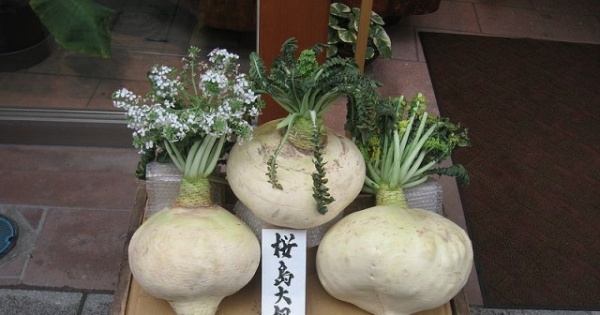 Daikon - japońska rzodkiew