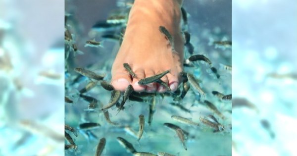 Czym jest fish pediure?