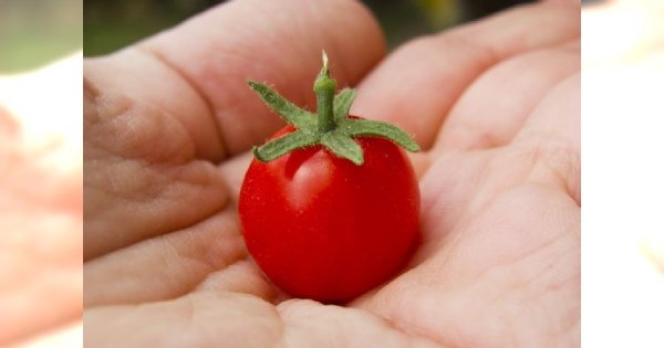 Dieta zgodna z grupą krwi