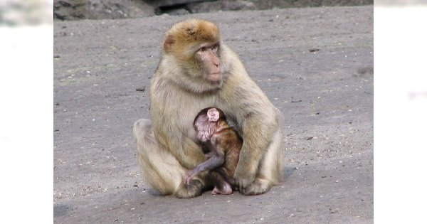 3 największe ogrody zoologiczne na świecie