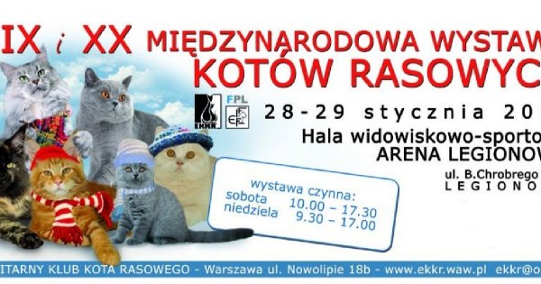 Międzynarodowa Wystawa Kotów Rasowych