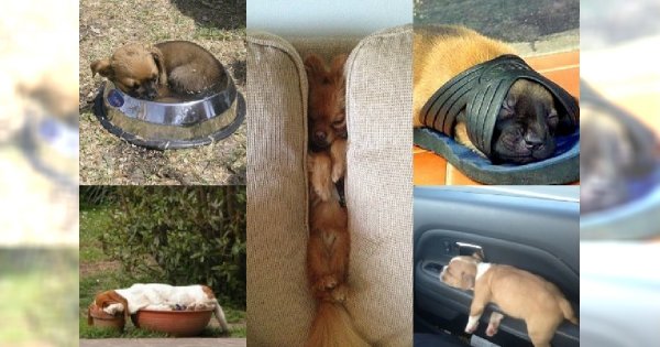 Psy mają wyrąbane na to gdzie śpią! 19 zdjęć psiaków, które rozbawią Cię do łez!