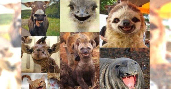 Najbardziej uśmiechnięte i radosne zwierzaki na świecie... ZARAŹLIWA GALERIA, której nie można nie zobaczyć!