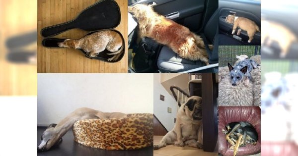 16 psów, które udowadniają, że są w stanie zasnąć dosłownie wszędzie i w każdej pozycji! Oto galeria, w której się zakochasz!