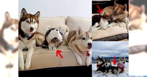 WZRUSZAJĄCA HISTORIA! Psy husky zaopiekowały się porzuconym, maleńkim kotkiem... Jest tylko jeden problem - Rosie teraz myśli, że jest wielkim psem! [ZASKAKUJĄCE ZDJĘCIA!]