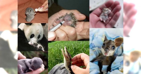 13 zwierzęcych maluchów, które skruszą nawet najtwardsze serce! Maluch nr 7 sprawi, że się w nim zakochasz!