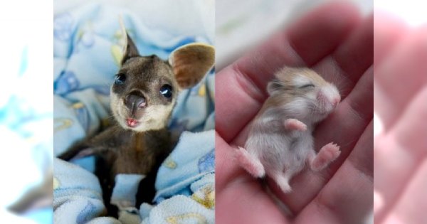14 zwierzęcych maluchów, które pokochacie - zdjęcie numer 7 jest genialne!