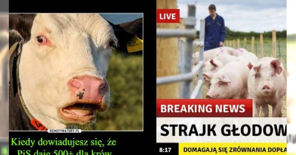Jarosław Kaczyński proponuje dopłatę 500+ do krowy i 100+ do świni. Internet zalały MEMY!