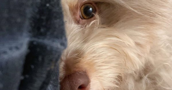 Pies z ludzką twarzą podbił Internet. Te zdjęcia zwalą Was z nóg! Ludzie nie dowierzają, że zwierzę jest prawdziwe.