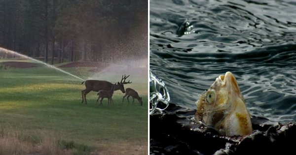 28 dzieł domorosłych fotografów przyrody. To na pewno "najlepsze z najgorszych" zdjęć zwierzaków