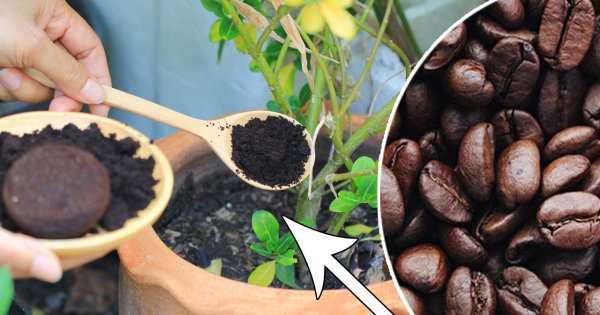 7 pomysłowych sposobów wykorzystania fusów z kawy w domu. Po co wsypuje się ją do butów?!