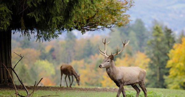 Jeleń podąża za klimatem