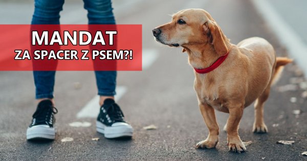 Masz psa? Zapomnij o spuszczaniu go ze smyczy. Grozi za to wysoki mandat!