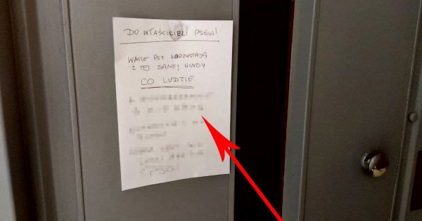 Psy nie powinny jeździć windą, bo śmierdzą?! Takie żądania ma mieszkaniec Łodzi. Absurdalne?