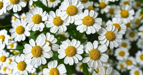 Kosmetyki naturalne - zdrowe piękno dla wszystkich