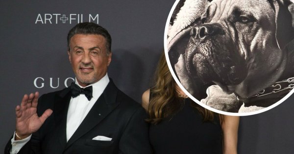 Sylvester Stallone zakrył tatuaż z portretem swojej żony tatuażem psa! A teraz odwołał rozwód!