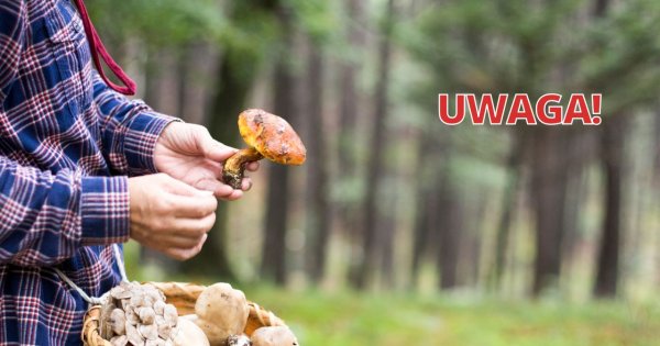 Uważajcie na te grzyby! Po ich zjedzeniu małżeństwo wylądowało na SOR-ze w Rzeszowie