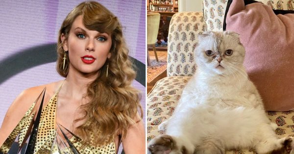 Kot Taylor Swift to jeden z najbogatszych zwierzaków świata. Nie uwierzycie, ile jest wart!
