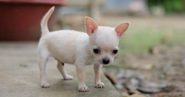 "Kiedy wychodzę na spacer z moją chihuahuą, pół osiedla się ze mnie śmieje!"