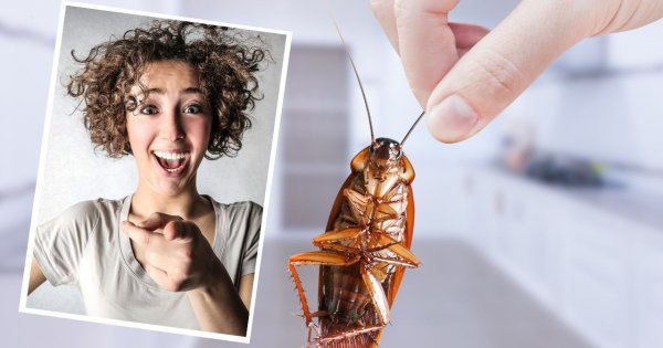 Chcesz nazwać karalucha imieniem swojego byłego? Zaskakujący pomysł ZOO podbija sieć!
