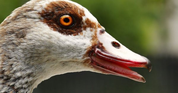 Znanego aktora zaatakowało stado gęsi. Teraz mężczyzna przebywa w szpitalu