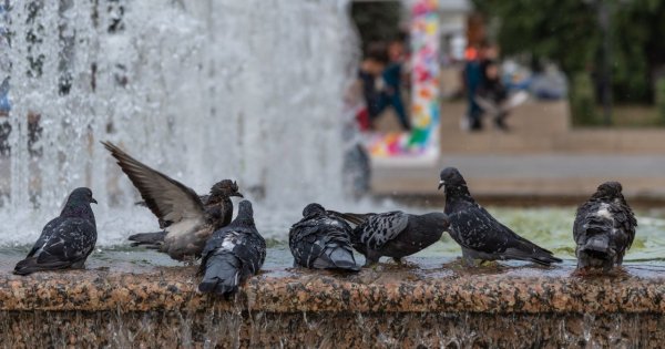"Teściowa ochłodziła moje dzieci w fontannie! Czy ona nie wie, czym to grozi?!..."