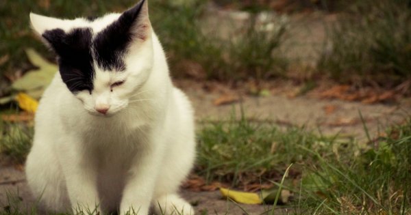 "Mąż przygarnął bezdomnego kota i teraz on śpi z nami w łóżku. Na to się nie pisałam"
