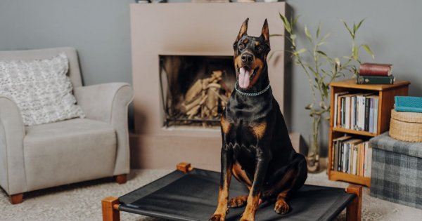 "Sąsiadka zostawia roczną córkę sam na sam z ogromnym dobermanem. Czy ona oszalała?"