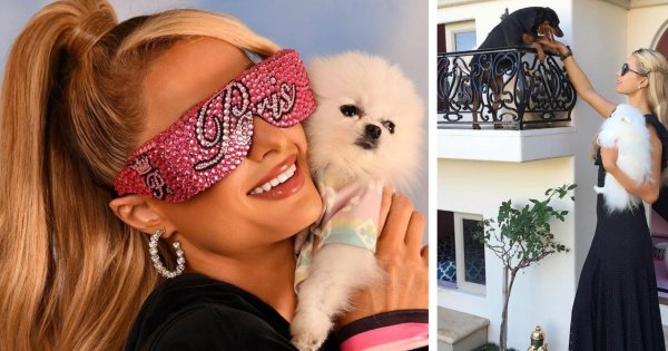 Paris Hilton pokazała swoje kudłate czworonogi. Mają własną willę... To dopiero pieskie życie!