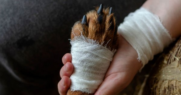 "Chciałam zakończyć męki psa, bo nie stać mnie na jego leczenie. Propozycja weterynarza mnie zszokowała"