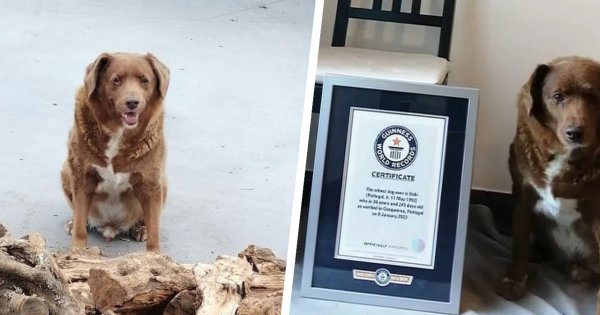 Bobi — najstarszy pies świata — odszedł za tęczowy most w imponującym wieku... 31 lat