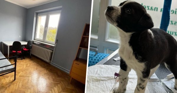 Możesz zamieszkać z bezdomnym pieskiem. Mieszkanie jest sporo tańsze i ma specjalną misję