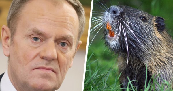 Donek ma bobrów po dziurki w nosie. Sieć zalały memy