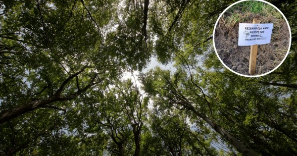 Polacy masowo rezerwują dary natury. Lasy Państwowe odpowiedziały, a my zebraliśmy memy