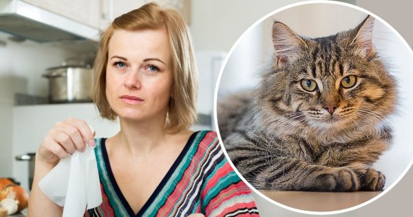 "Żona twierdzi, że mój kot jej nie lubi. Wścieka się na mnie o to"