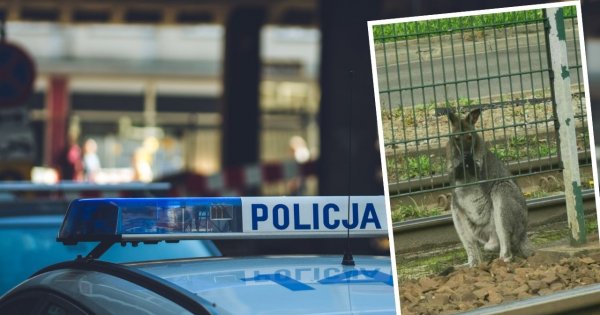 Kraków ma nową plagę i nie są to gołębie. Po ulicach Nowej Huty skakał... kangur. Żywy i prawdziwy