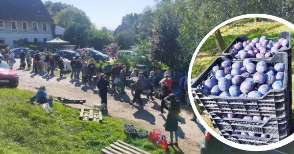 Wystarczył apel w internecie, aby Polacy stanęli murem za rodakiem. 11 ton śliwek sprzedanych w kilka godzin