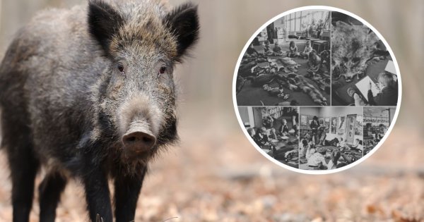 Myśliwi z Polskiego Związku Łowieckiego pokazali przedszkolakom w lubuskiej bibliotece martwe zwierzęta