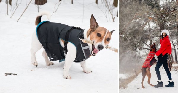 To nie fanaberia. Jeśli Twój pies jest na tej liście, a nie ma kurtki zimę – popełniasz fatalny błąd [lista]