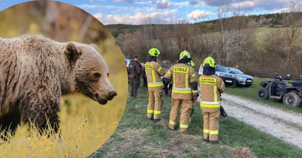 "Dawid, niedźwiedź!" – to były jej ostatnie słowa. Potworna śmierć 58-latki w Bieszczadach!
