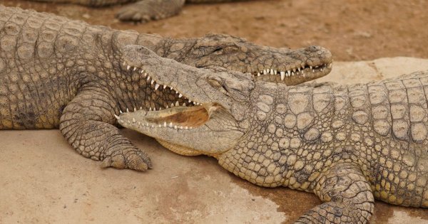 Horror w zoo. 30-latek zepchnął 3-latka krokodylom na pożarcie, policja ujawnia mroczny szczegół