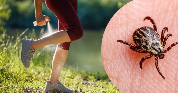 Naukowcy badali to przez 35 lat. Jeden szczegół z lasu zapowiada prawdziwą plagę kleszczy